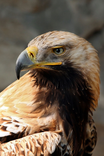 aigle impérial