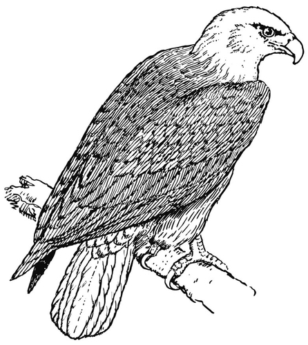 Coloriage aigle