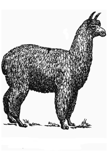 alpaga