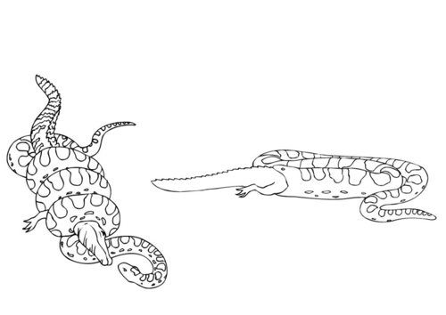 anaconda qui mange un caiman