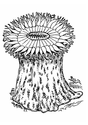 anémone