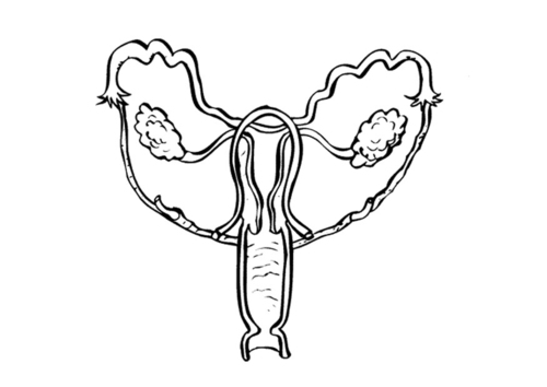 Coloriage appareil reproducteur féminin