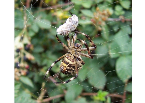 araignée avec sa proie