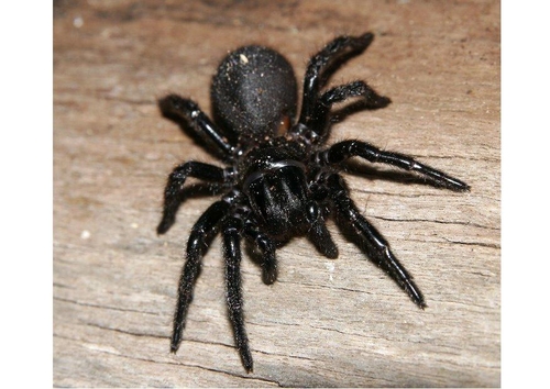 araignée