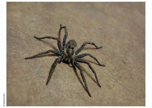 araignée
