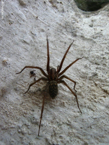 araignée