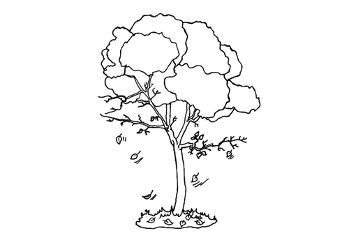 arbre en automne