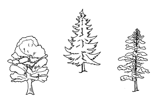 arbres