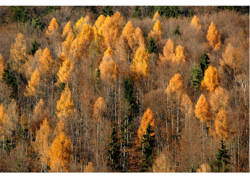 Photo automne dans le bois