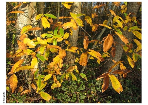 automne dans un bois