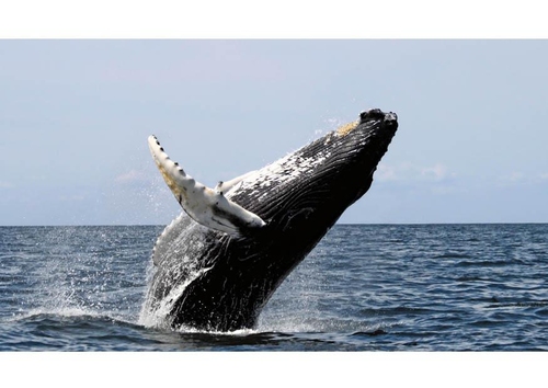 baleine à bosse