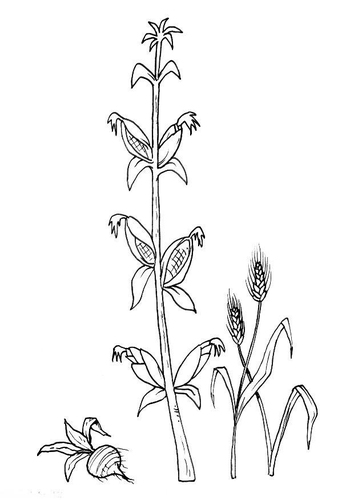 Coloriage betterave maïs blé