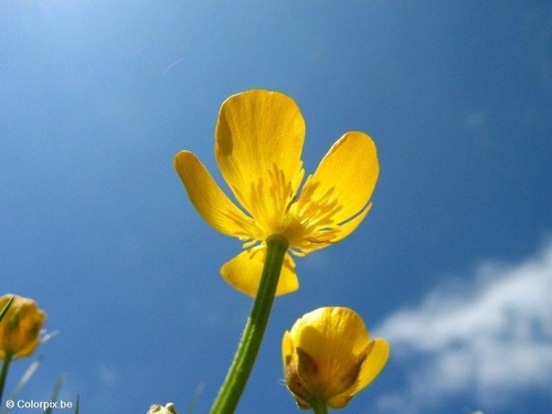 bouton d'or