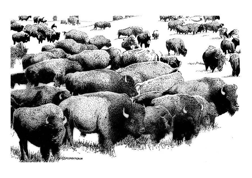 buffles américains
