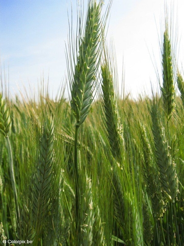 céréales