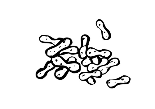 cacahouète