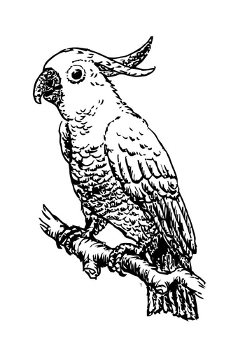 Coloriage cacatoès