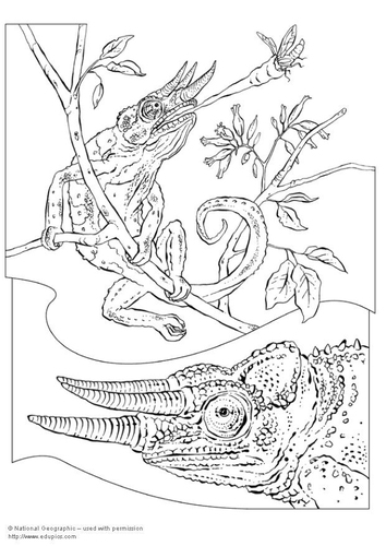 caméléon