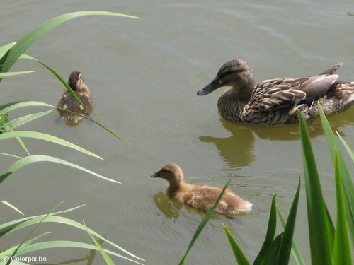 Photo canard avec jeunes