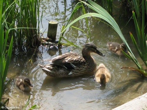 canard