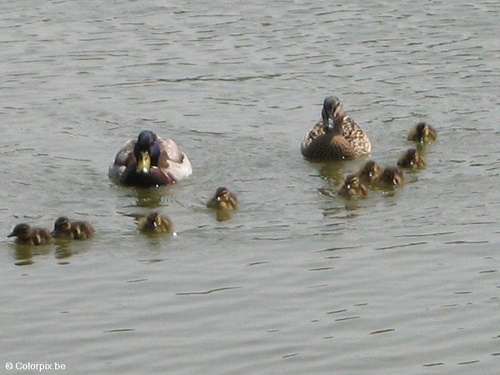 Photo canards avec jeunes