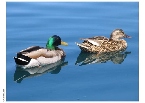 canards