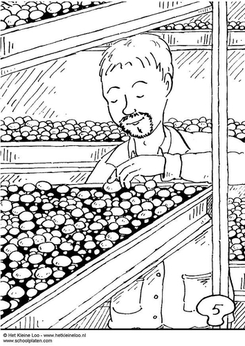 carré de champignons