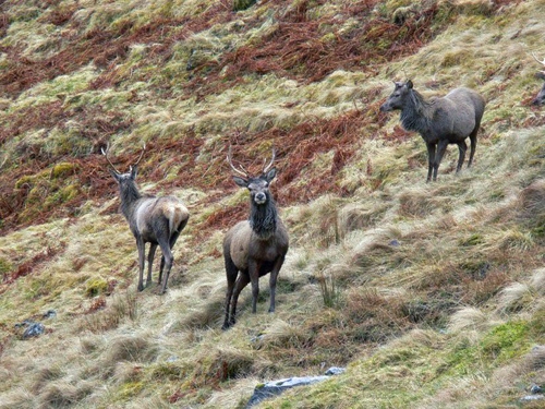 cerfs