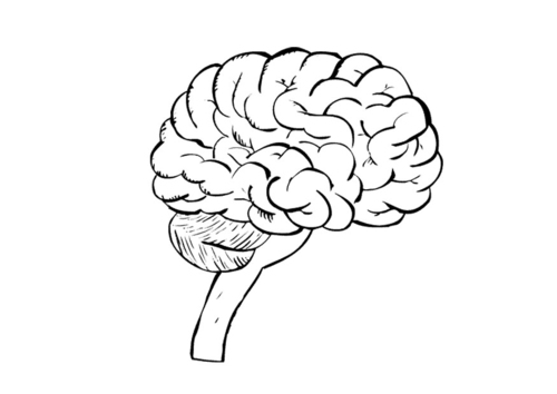 cerveau
