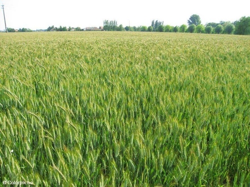 champ de céréales