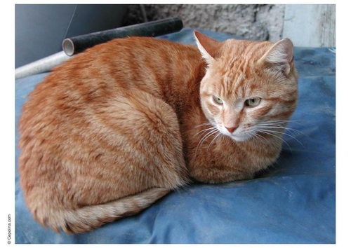 chat