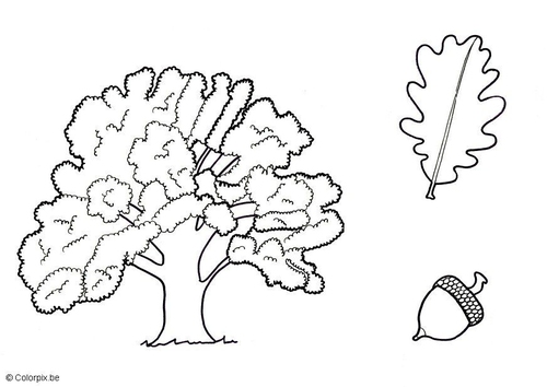 Coloriage chêne