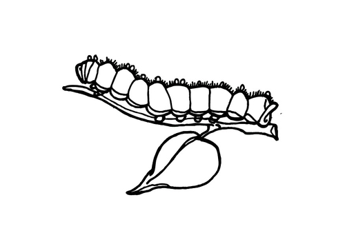 chenille