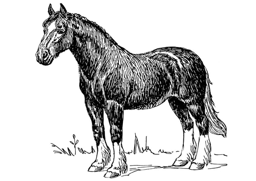 cheval
