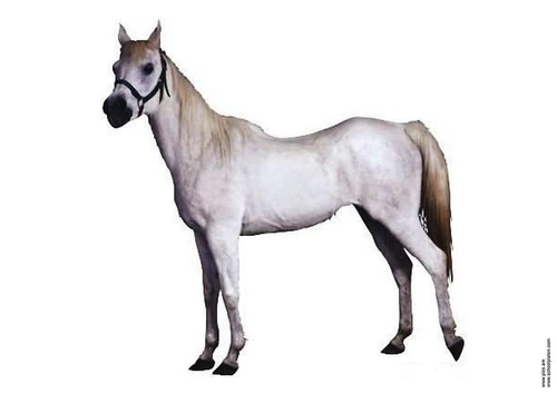 cheval