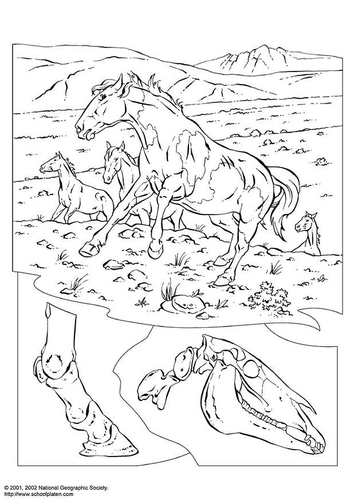 chevaux sauvages