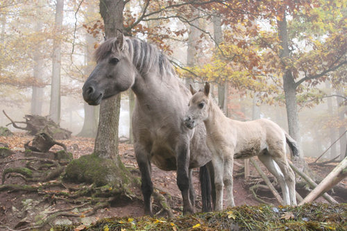 Chevaux