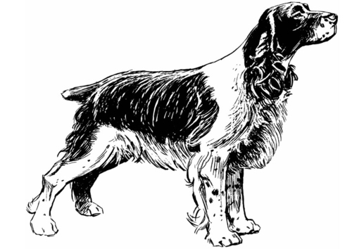 Coloriage chien - cocker spaniel
