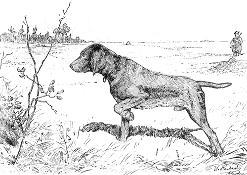 chien de chasse