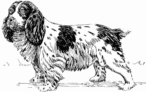 chien - épagneul