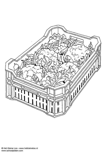 choux-fleurs