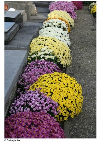 cimetière - chrysanthèmes