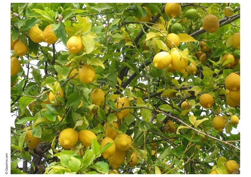 citrons