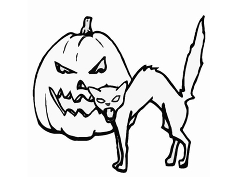 citrouille - chat