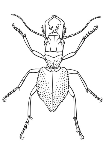 Coloriage coléoptère