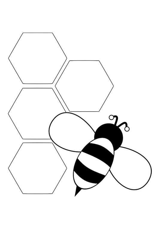 abeille - derriÃ¨re