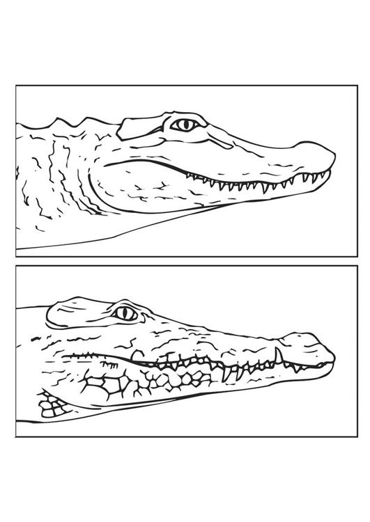 alligator - crocodil