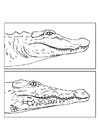 Coloriages alligator - crocodil