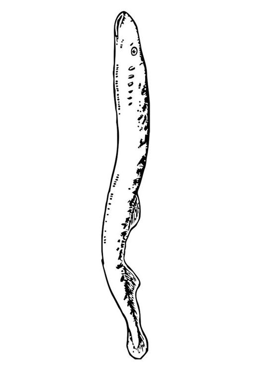 anguile