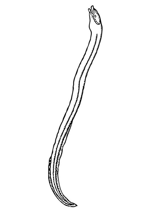 anguile